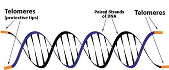 telomeres