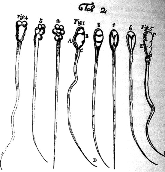 Σπερματόζωα του Leeuwenhoek. Παρατηρημένα από το 1677…