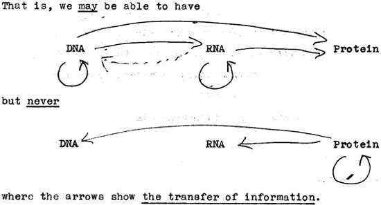 Το κεντρικό δόγμα της βιολογίας, όπως το πρωτοδιατύπωσε ο Crick, το 1956.